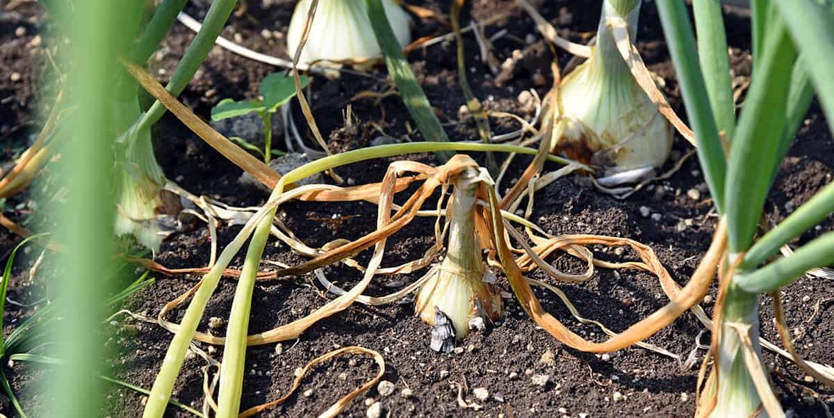 onion-diseases onion-diseases